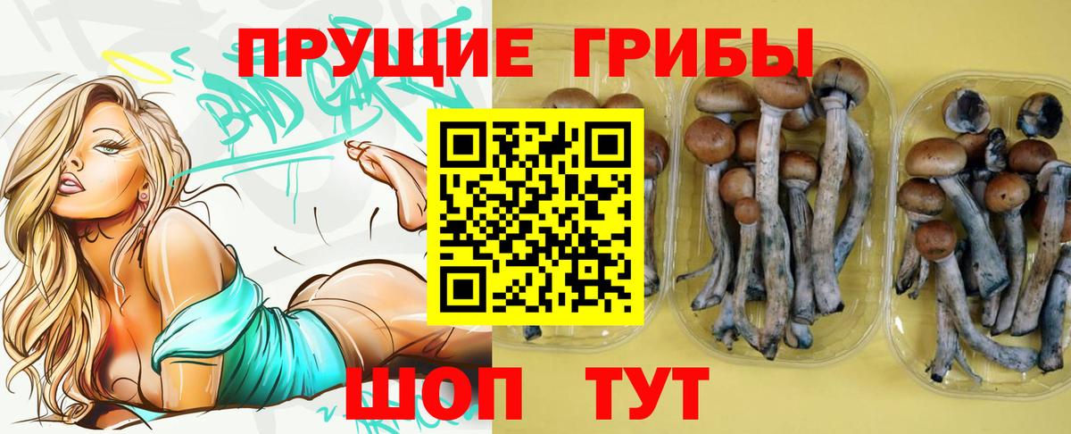 купить закладку  Солнечногорск  Псилоцибиновые грибы Cubensis 